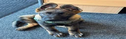 German Shepherd dogs for sale: KC Registered German Shepherd PuppiesChampion Line - Advert 17