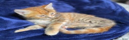 Mixed Breed cats for sale: Gorgeous Ginger And Tortoiseshell Female Kittens - Advert 7