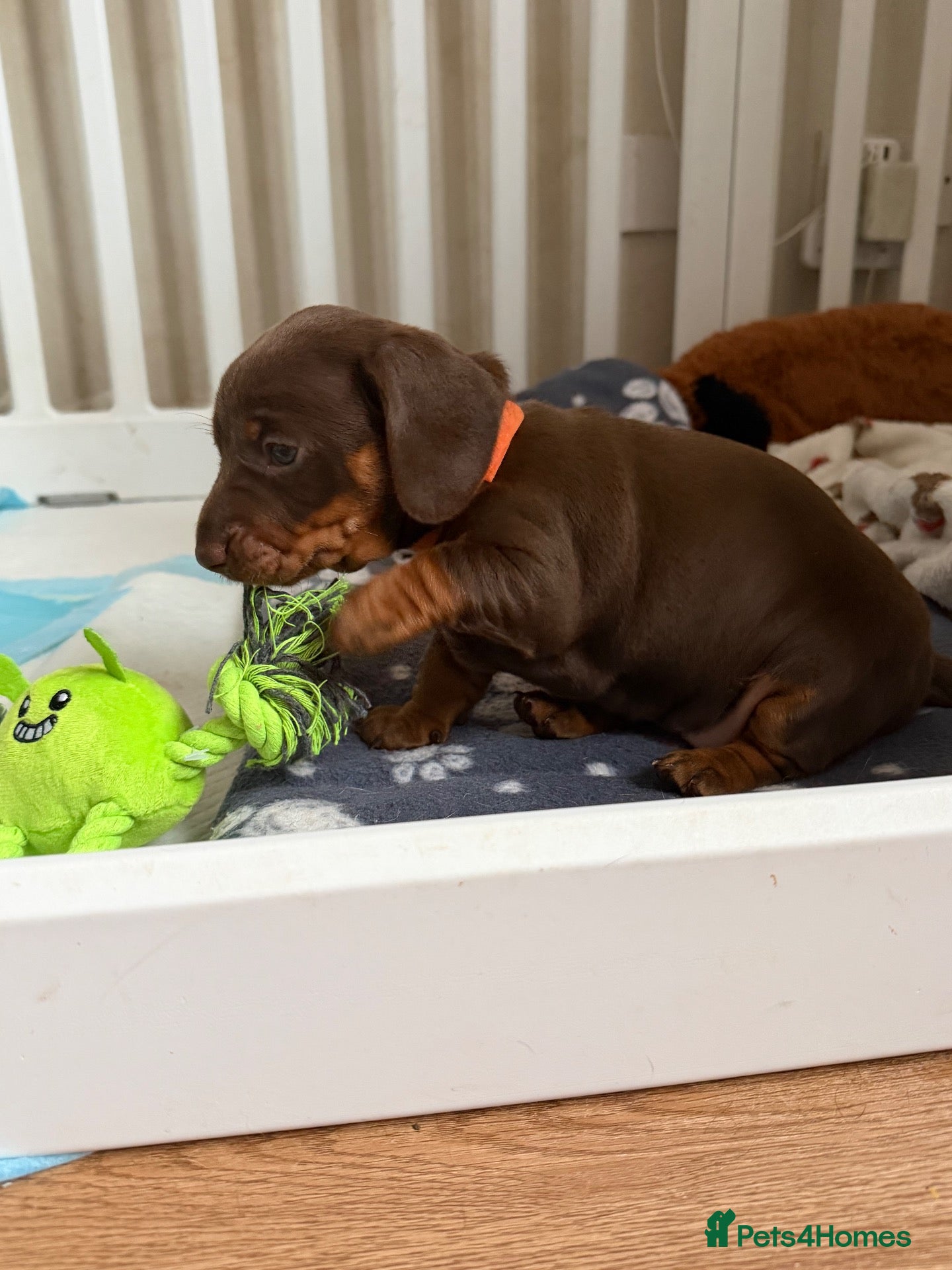 Miniature Dachshund dogs RKC miniature dachshunds  - Advert 1