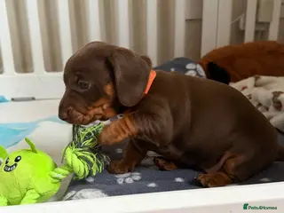 Miniature Dachshund dogs RKC miniature dachshunds - Advert 1