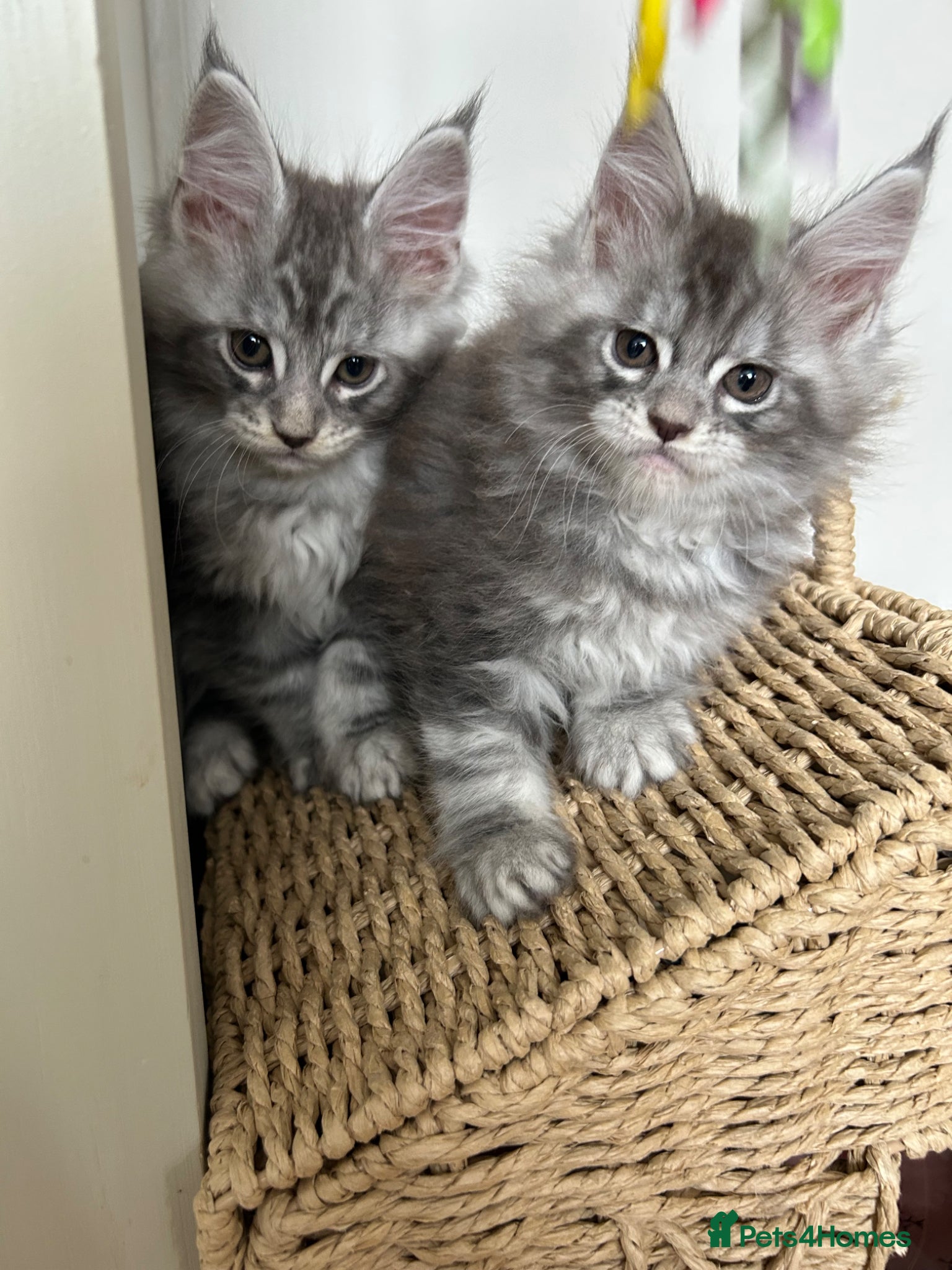 Maine Coon cats Maine coones kittens (tabby and smokes) - Advert 16