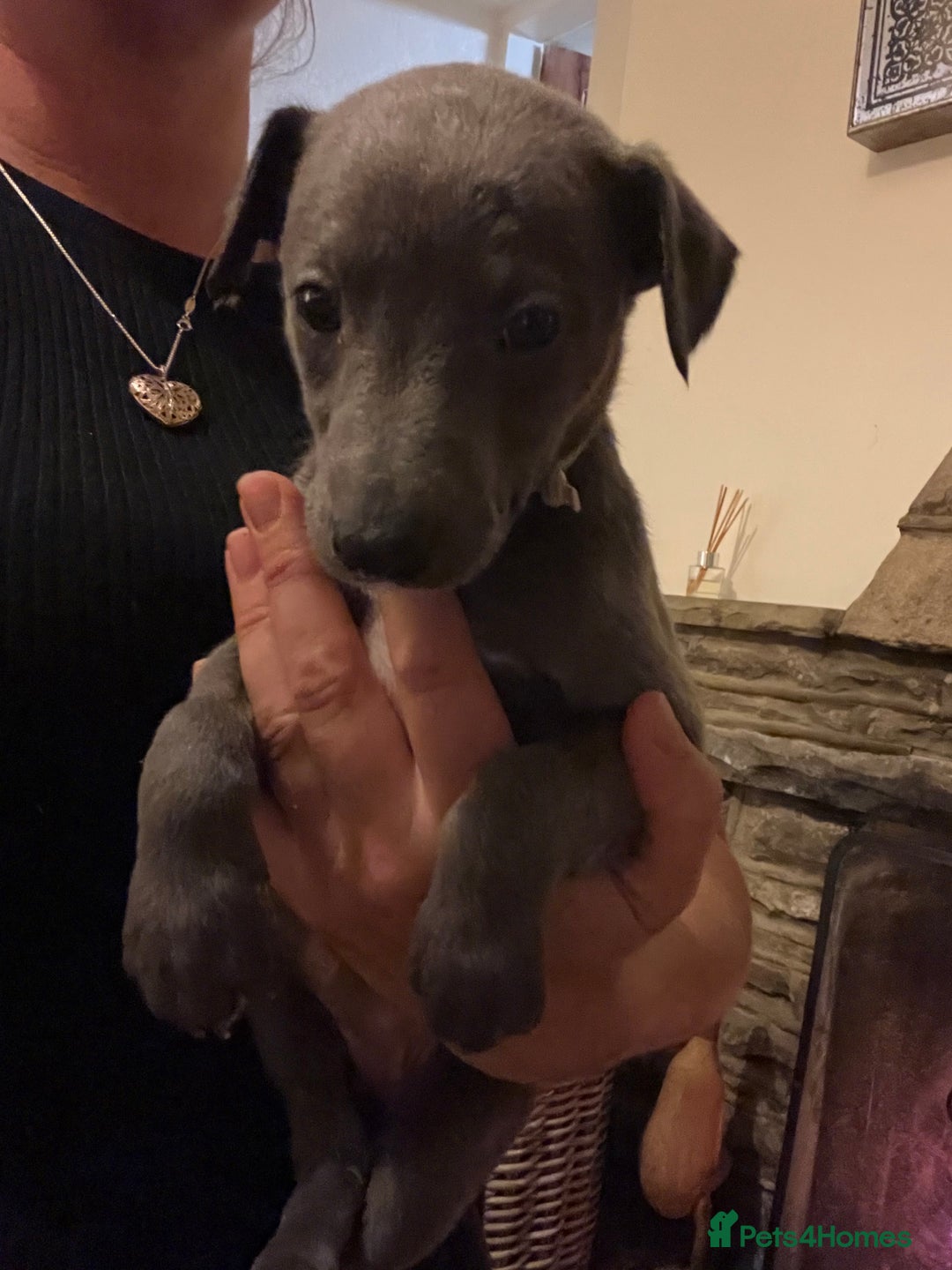 Whippet dogs for sale: Stunning Blue Whippet, white flecks  - Image 26