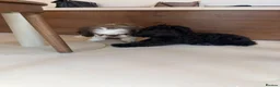 Shihpoo dogs for sale: Beautiful 6 month old Wilbur 💙 - Advert 4