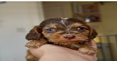 Cocker Spaniel dogs - Advert 4
