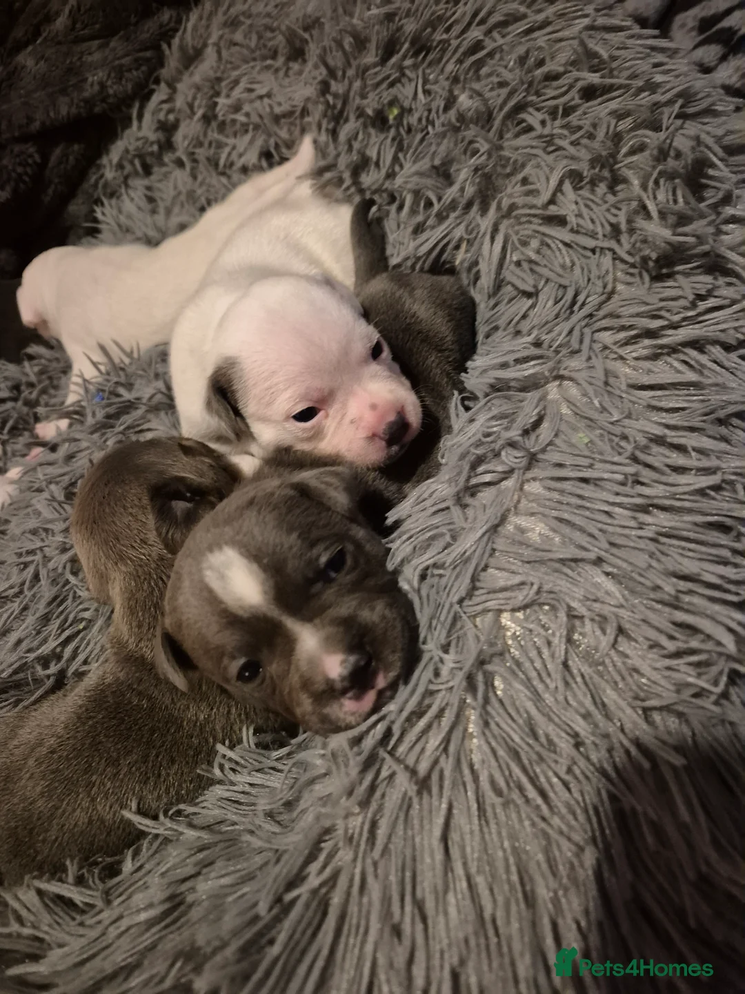 Staffordshire Bull Terrier dogs for sale: Blue Staffordshire Bull Terrier puppies  - Advert 5