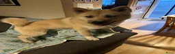 Huskita dogs for sale: Beautiful Blonde/Light Brown Huskita in Manchester - Advert 2