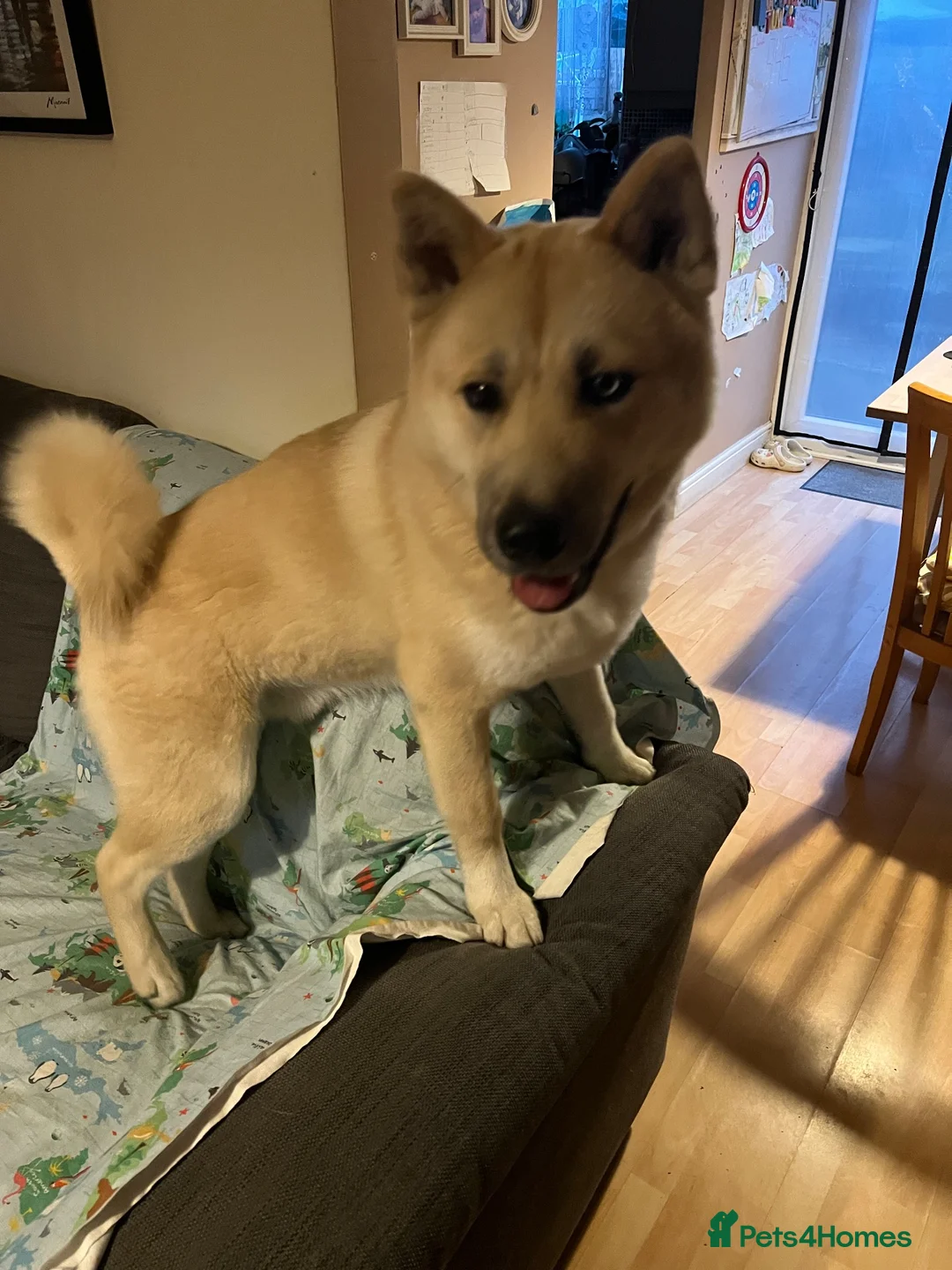Huskita dogs for sale: Beautiful Blonde/Light Brown Huskita in Manchester - Advert 2