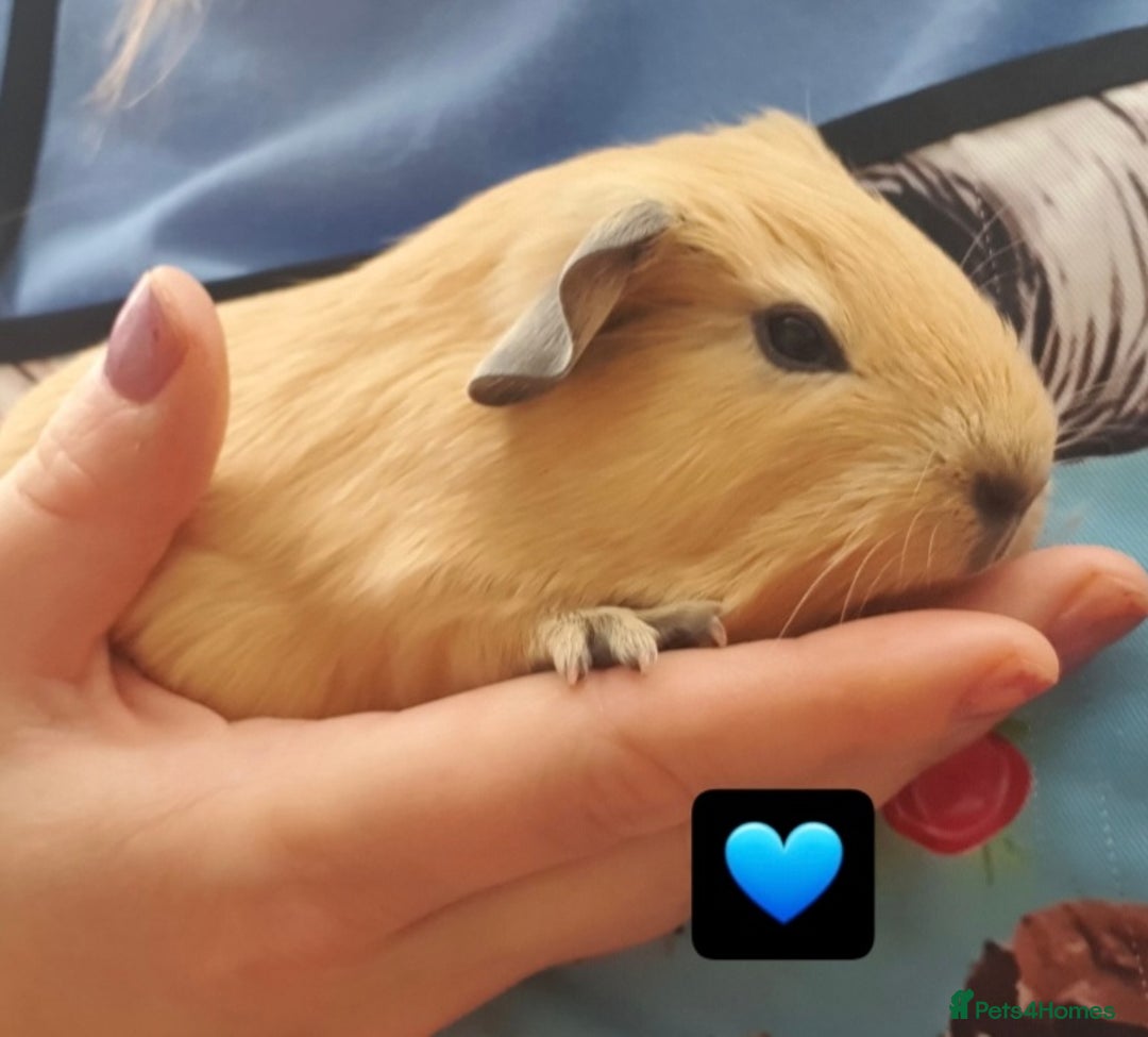 Guinea Pig rodents for sale: Beautiful guinea pigs  - Image 4