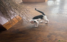 Mixed Breed cats for sale: Three beautiful kittens for sale  - Image 3