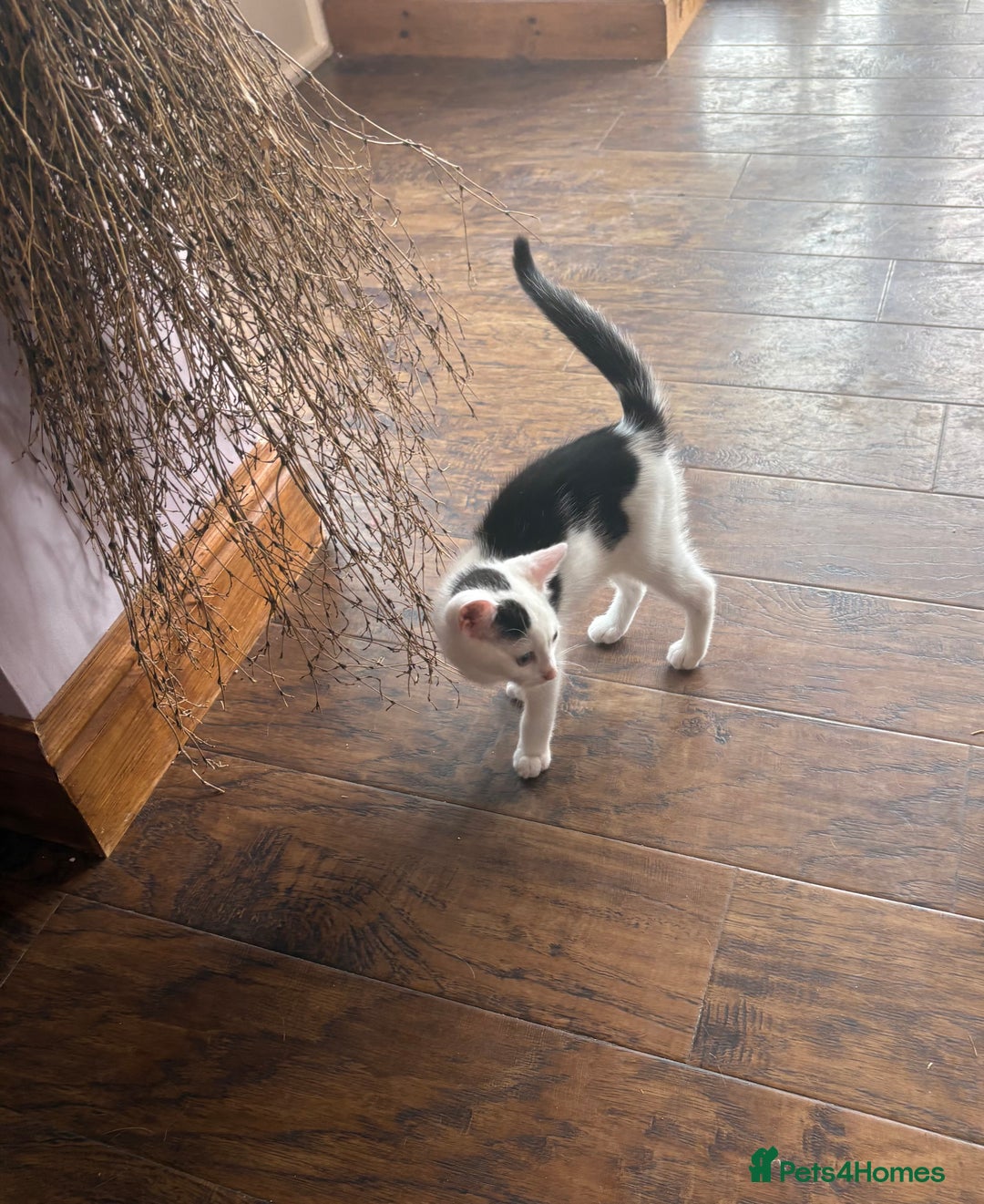 Mixed Breed cats for sale: Three beautiful kittens for sale  - Image 3
