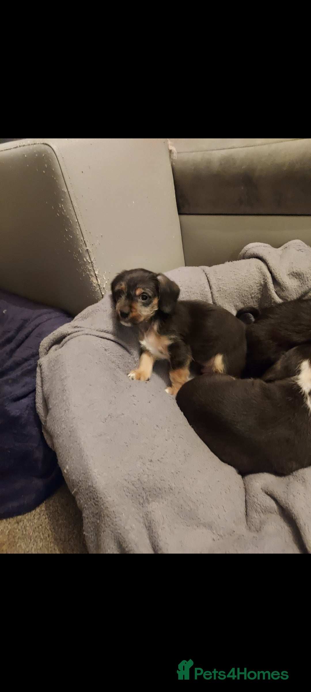 Mixed Breed dogs for sale: Very beautiful and sweet bolognese with dachshund  - Advert 4