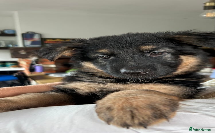 German Shepherd dogs - Advert 1