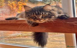 Maine Coon cats for sale: Beautiful Maine Coon Male - Image 4