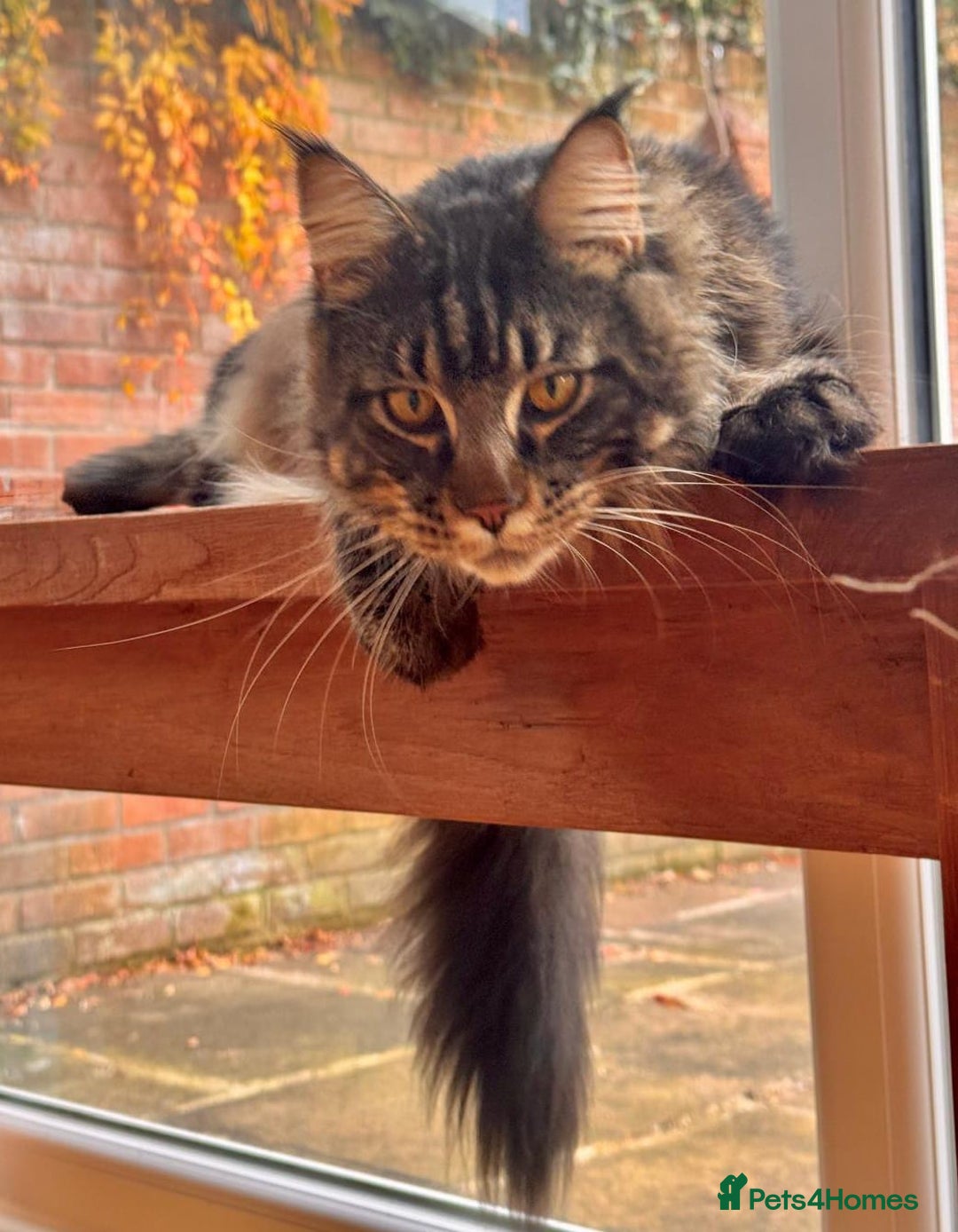 Maine Coon cats for sale: Beautiful Maine Coon Male - Image 4