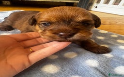 Mixed Breed dogs for sale: Mini poodle cross Frow frow’s - Image 1