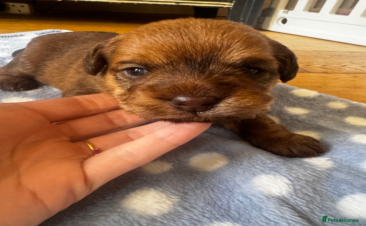 Mixed Breed dogs - Advert 12