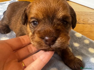Mixed Breed dogs - Advert 21