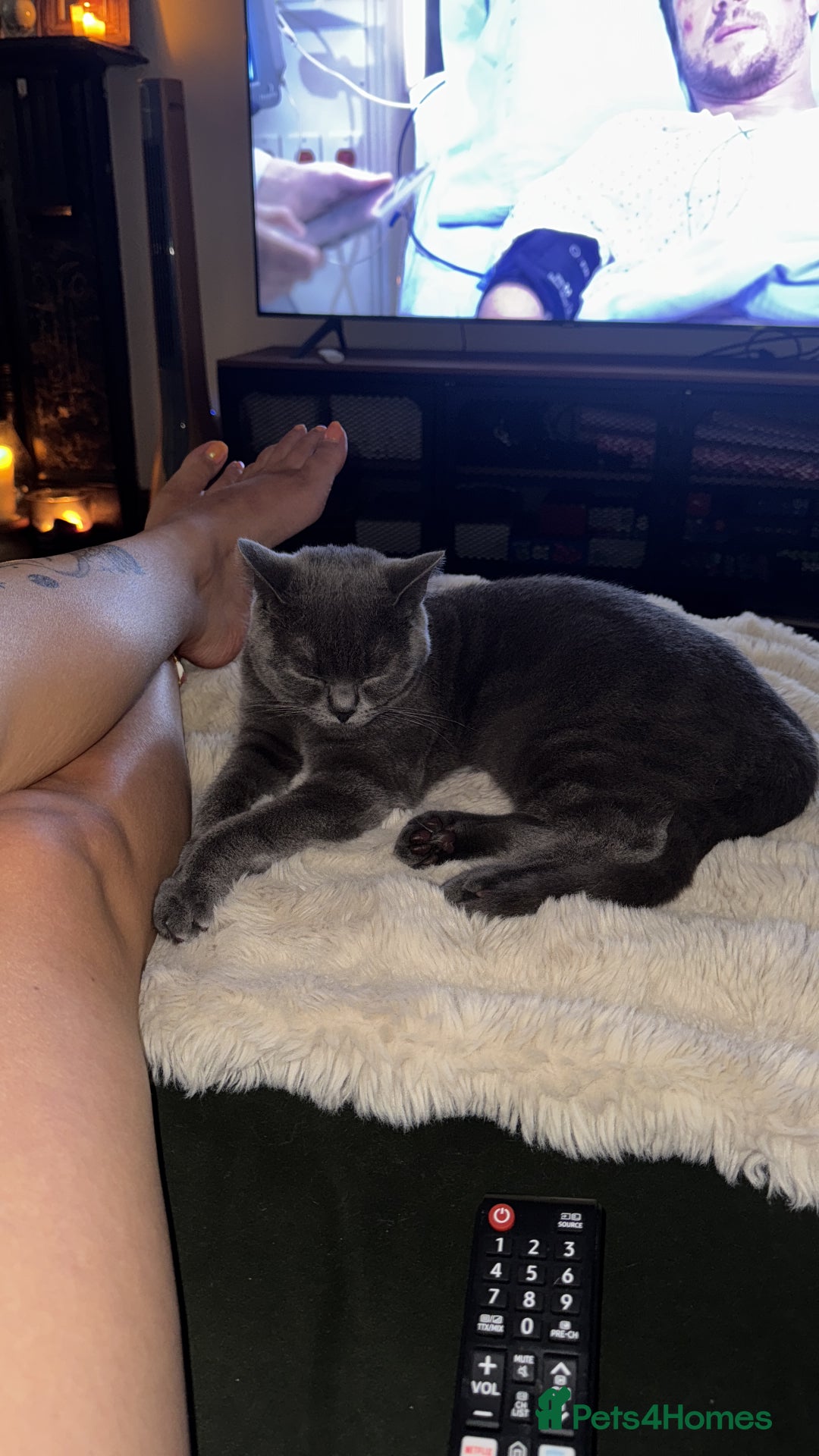 British Shorthair cats for sale: Beautiful British short hair  - Image 10