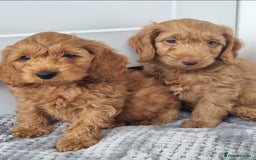 Cockapoo dogs for sale: Red and apricot F1 Cockapoo puppies  - Image 24