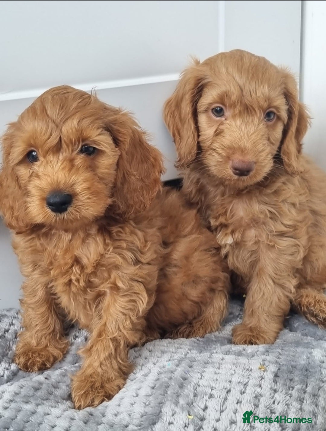 Cockapoo dogs for sale: Red and apricot F1 Cockapoo puppies  - Image 24