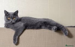 Mixed Breed cats for sale: Kitchen boy - Image 3