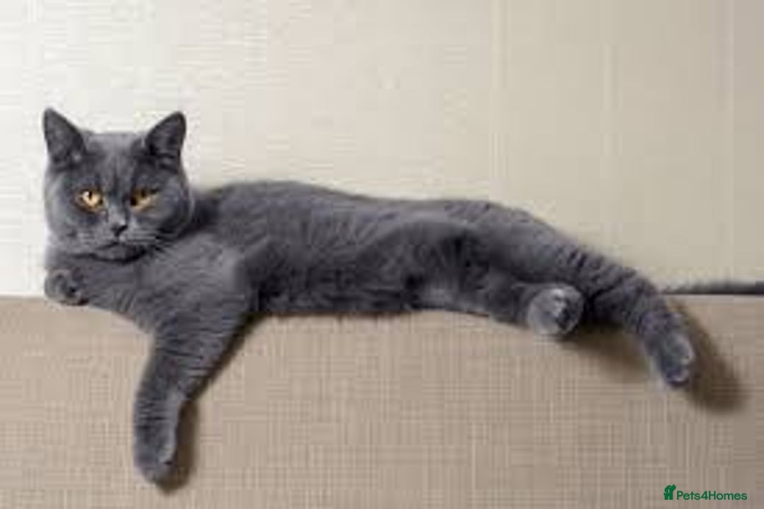 Mixed Breed cats for sale: Kitchen boy - Image 3
