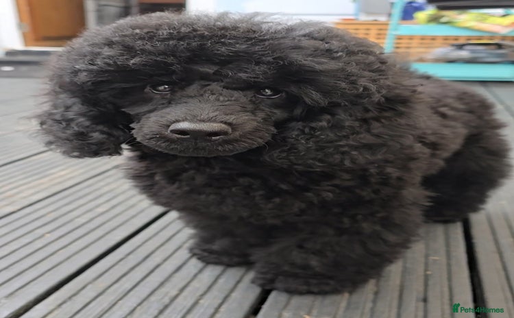 Miniature Poodle dogs in Chelmsford - Advert 3
