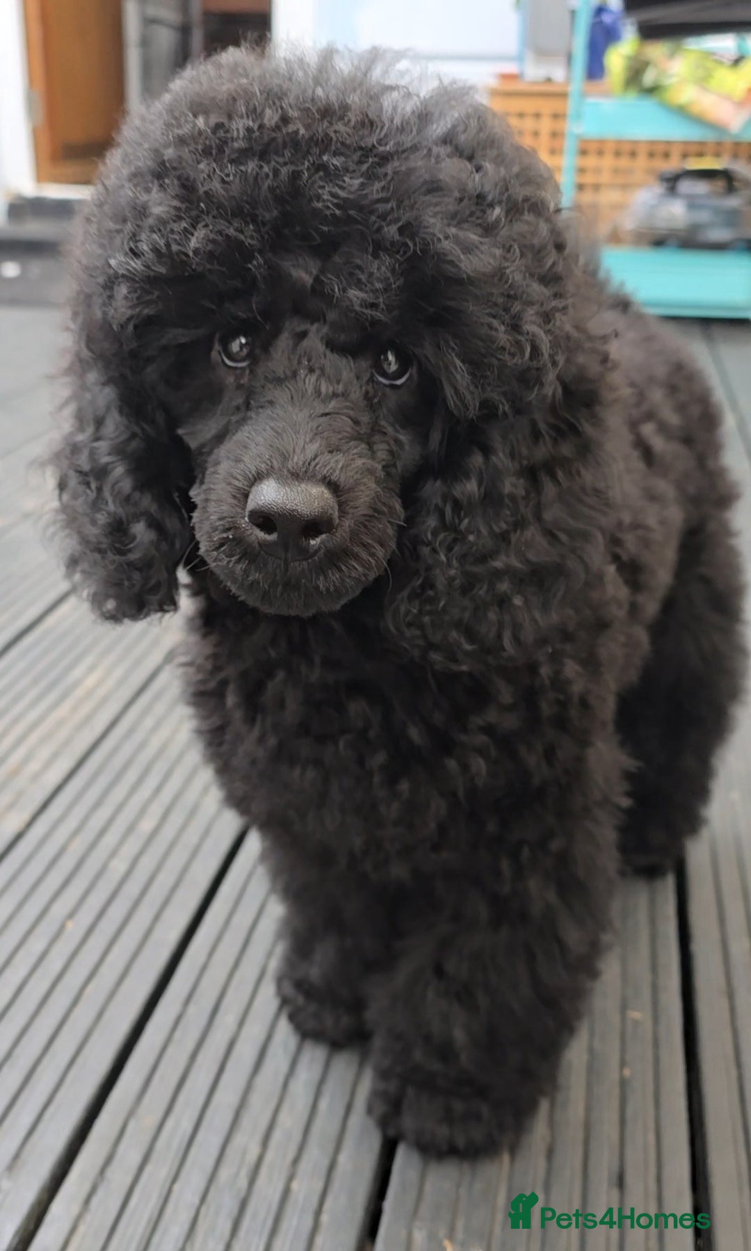 Miniature Poodle dogs for sale: 💥Last Male🤩black KC reg miniature poodle black in Chelmsford - Image 3