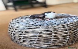 Rat rodents for sale: Ready to leave. Dumbo. Rex. Siamese.  - Image 11