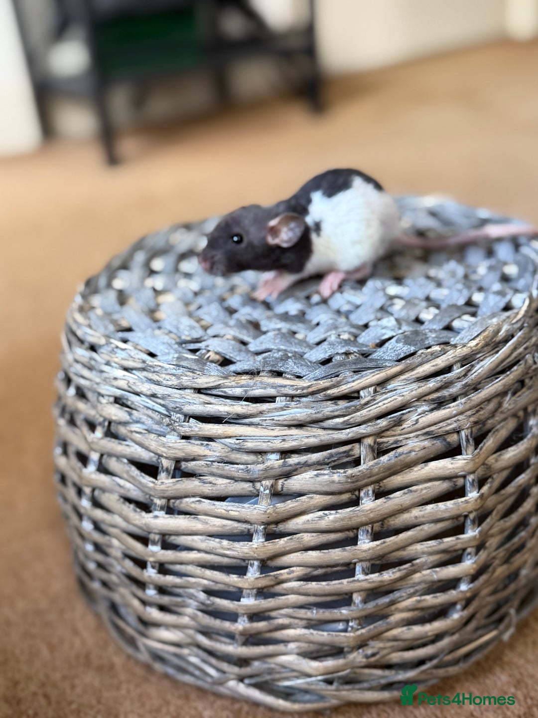 Rat rodents for sale: Ready to leave. Dumbo. Rex. Siamese.  - Image 11