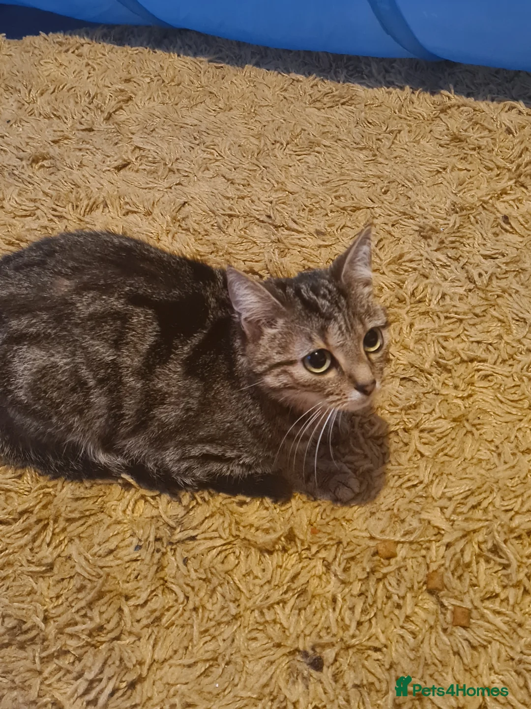 Domestic Shorthair cats for sale: Arlo, age 5 ❤️ in Merthyr Tydfil - Advert 5