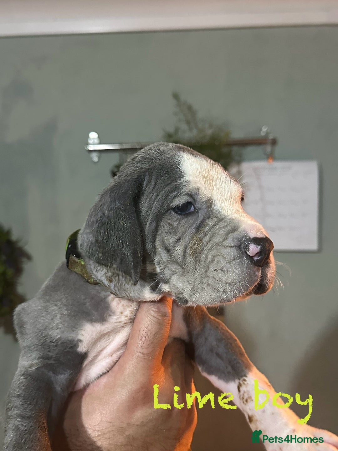 Great Dane dogs for sale: KC registered blue Great Dane puppies - Image 11