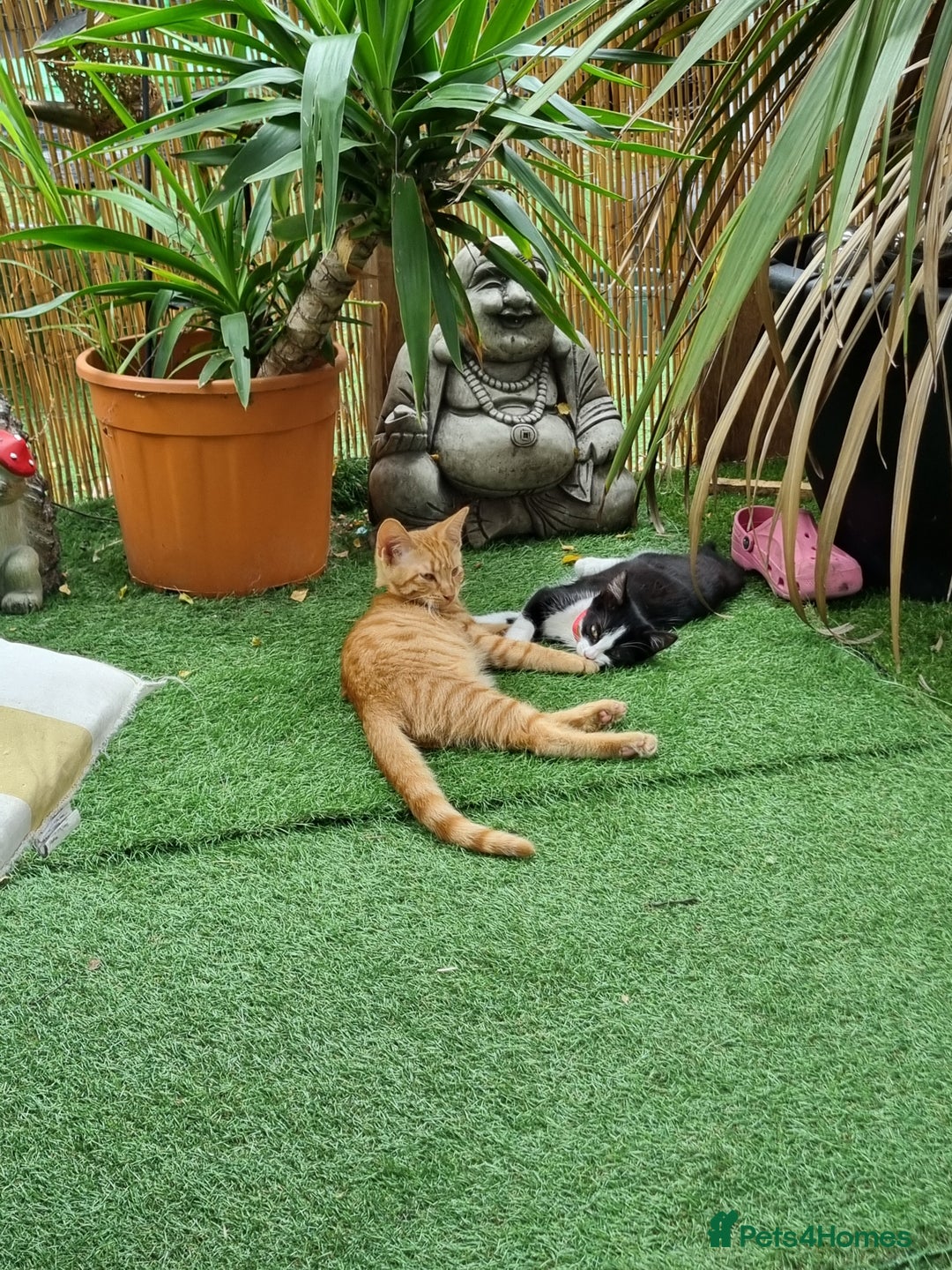 Domestic Shorthair cats for sale: Kittens for rehoming. - Image 2