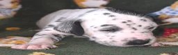 Mixed Breed dogs for sale: Dalmatian x Labrador puppies in Grimsby - Advert 5