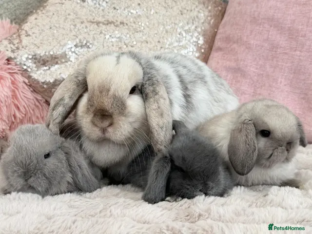 Mini Lop rabbits for sale: Cute Blue Mini Lop Babies - Advert 2