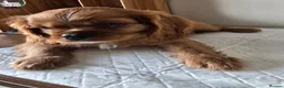Cavalier King Charles Spaniel dogs for sale: Beautiful  Cavalier  puppies  - Advert 4