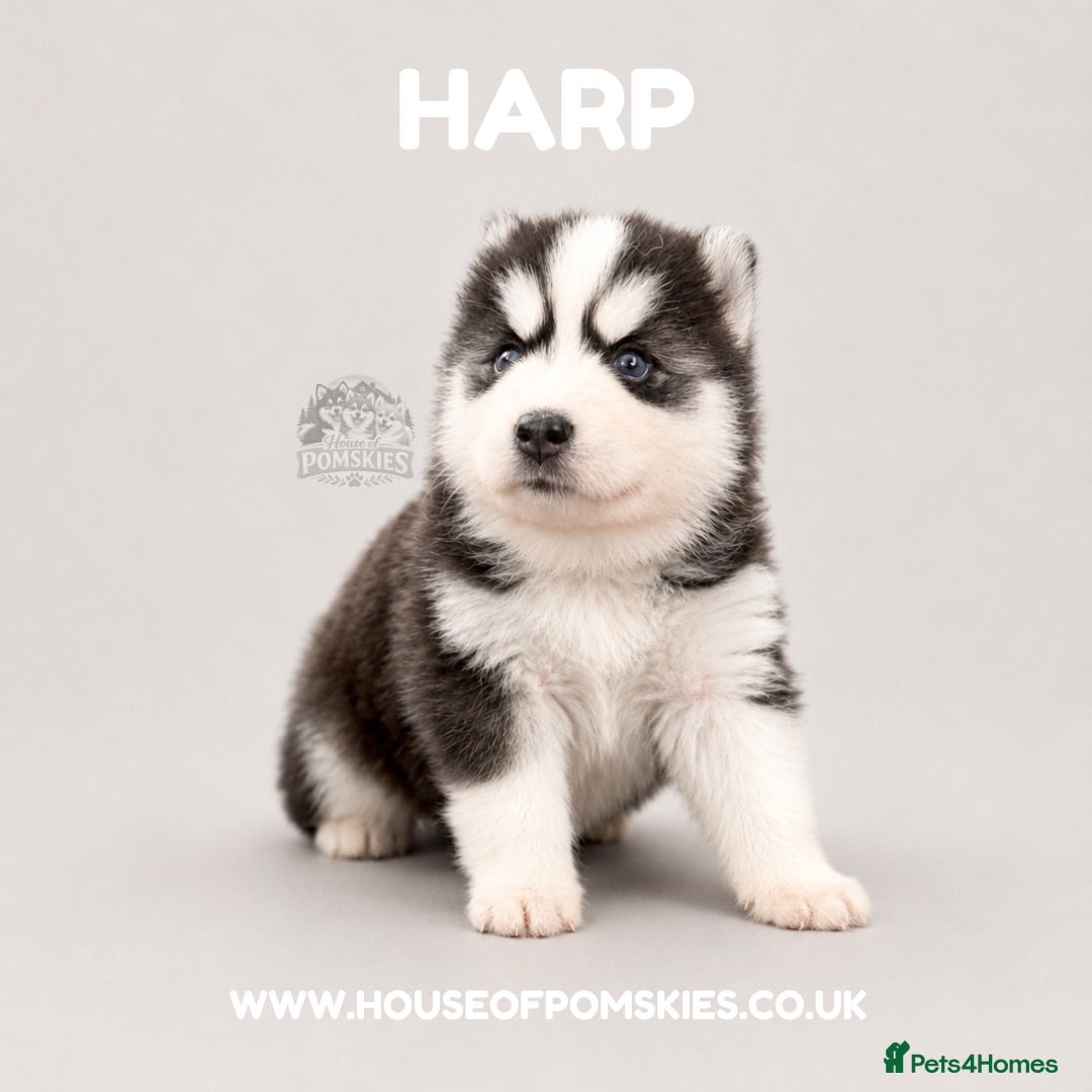 Pomsky dogs F3 Pomsky Puppies - all blue eyed  - Advert 1