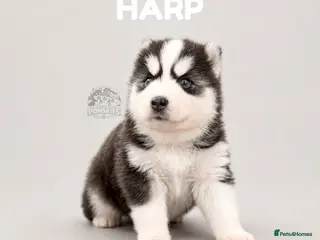 Pomsky dogs for sale: F3 Pomsky Puppies - all blue eyed - Advert 1