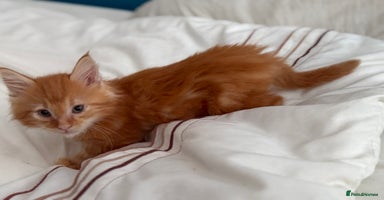 Maine Coon cats - Advert 13