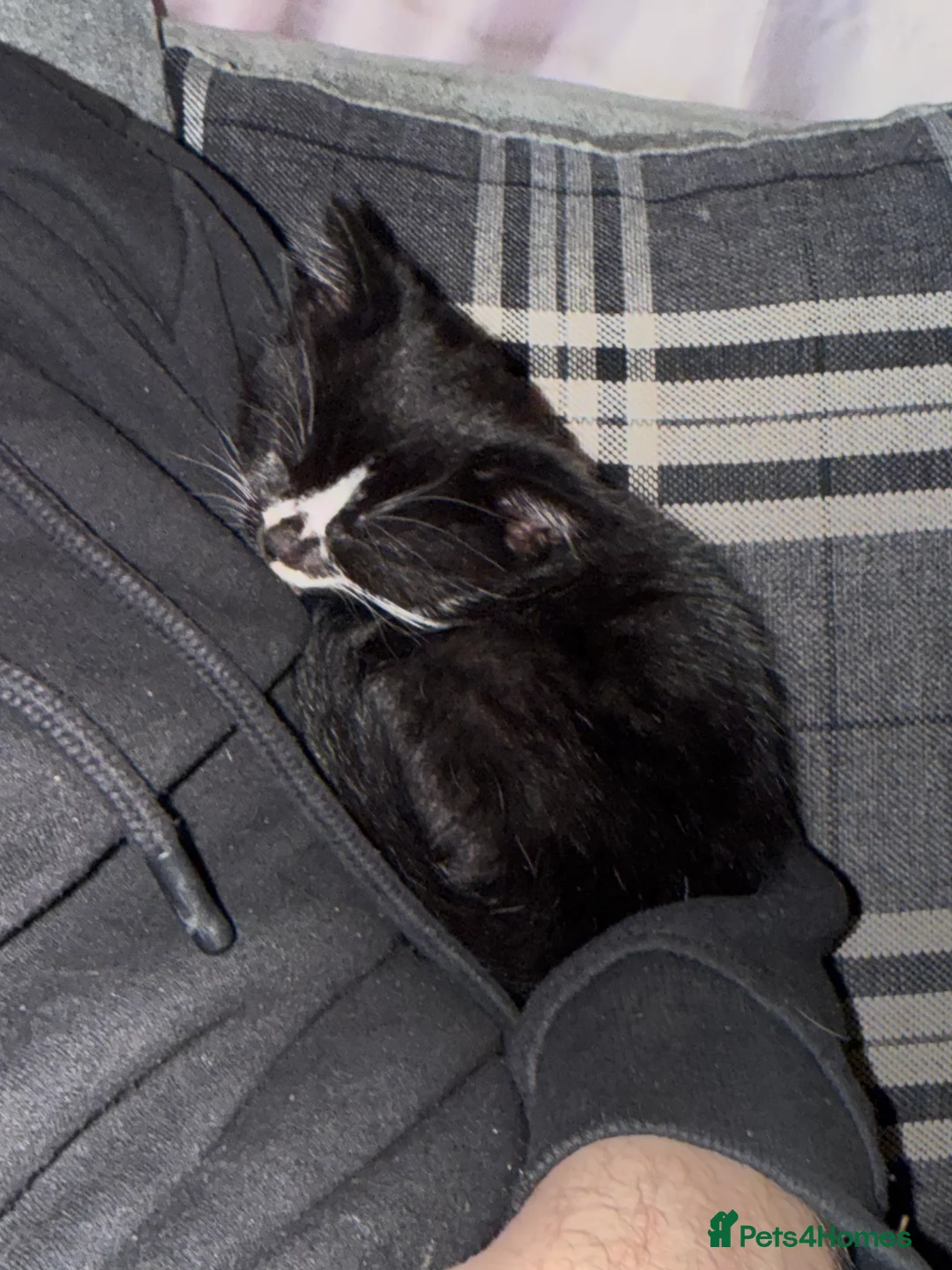 Mixed Breed cats for sale: Beautiful kitten ready for new home - Advert 4