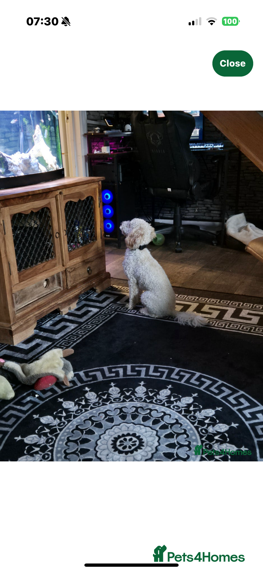 Cavapoochon dogs for sale: Female Cavapoochon - Advert 3