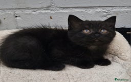 Mixed Breed cats for sale: 2 kittens half British Longhair  - Image 8