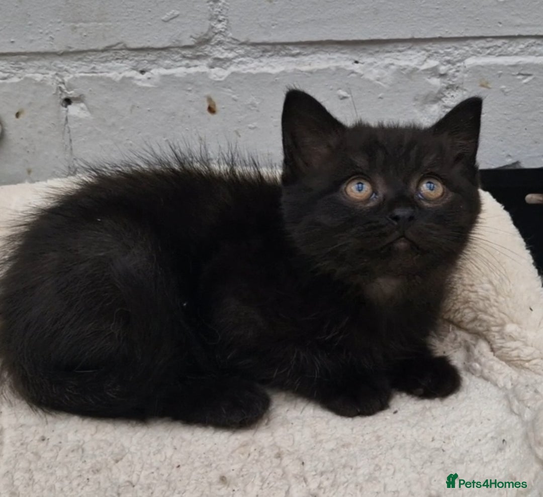 Mixed Breed cats for sale: 2 kittens half British Longhair  - Image 8