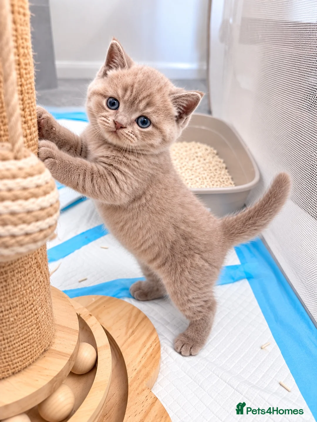 British Shorthair cats for sale: TICA Registered Lilac BSH Kitten – Champion Dad - Advert 2