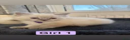 Ragdoll cats for sale: Stunning litter of pure ragdoll kittens  - Advert 9