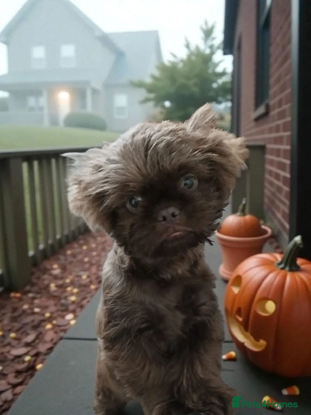 Shih Tzu dogs for stud: Frankenstein imperial shih szu stud - Advert 2