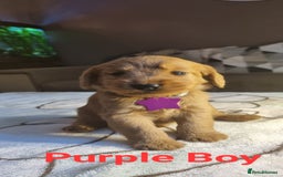 Labradoodle dogs for sale: Labradoodle Fox Red ❤️💞❤️Health check - Image 9