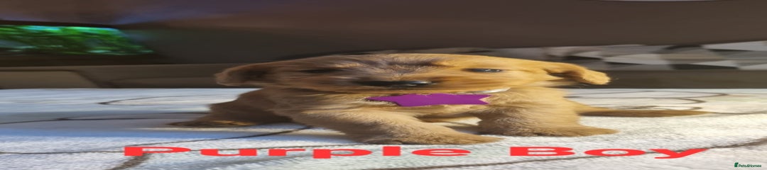 Purple Boy