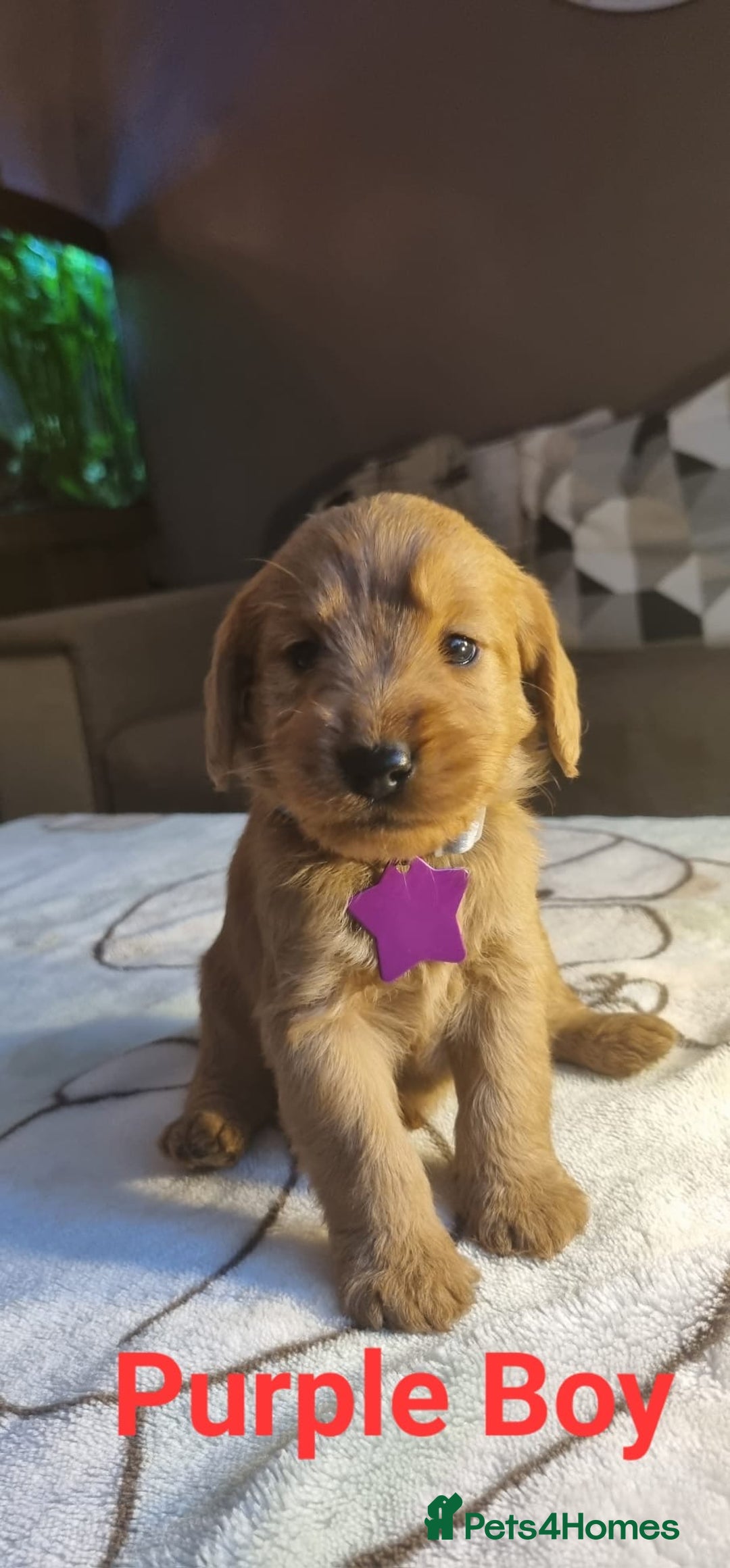 Labradoodle dogs for sale: Labradoodle Fox Red ❤️💞❤️Health check - Image 9