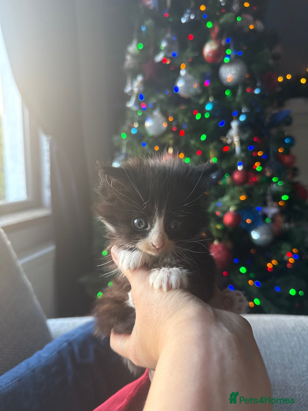 British Longhair cats for sale: Beautiful little kitten - Boy  - Advert 4